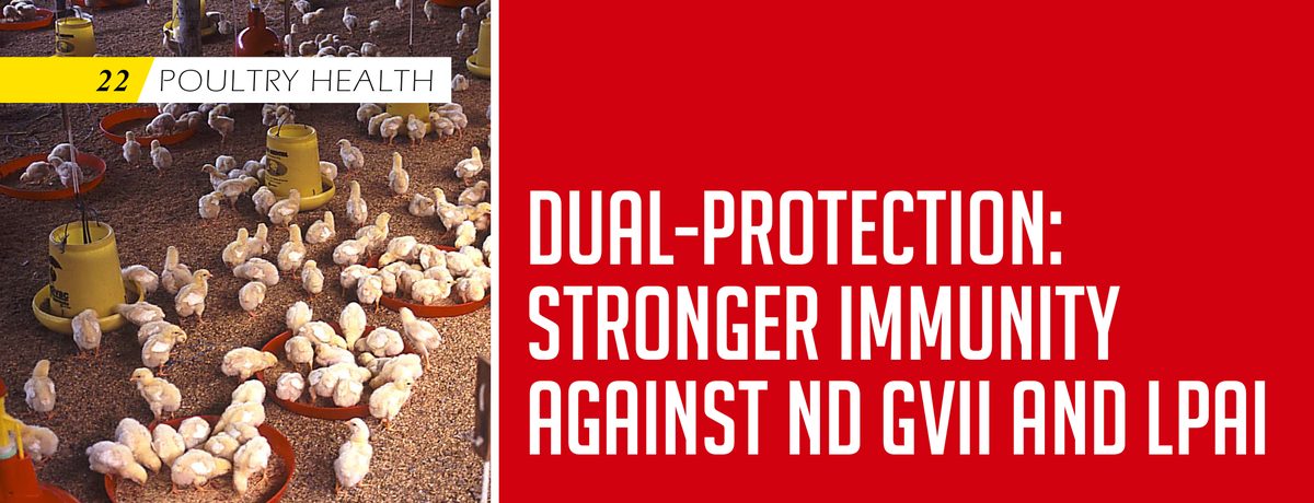 Dual-Protection:  Stronger Immunity  Against ND GVII and LPAI